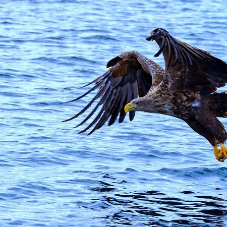 Ocean View Tind Lofoten Moskenes Ngoại thất bức ảnh